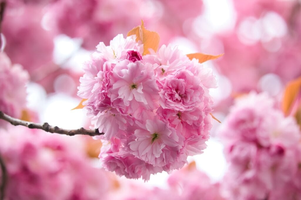 Großaufnahme einer Kirschblüte