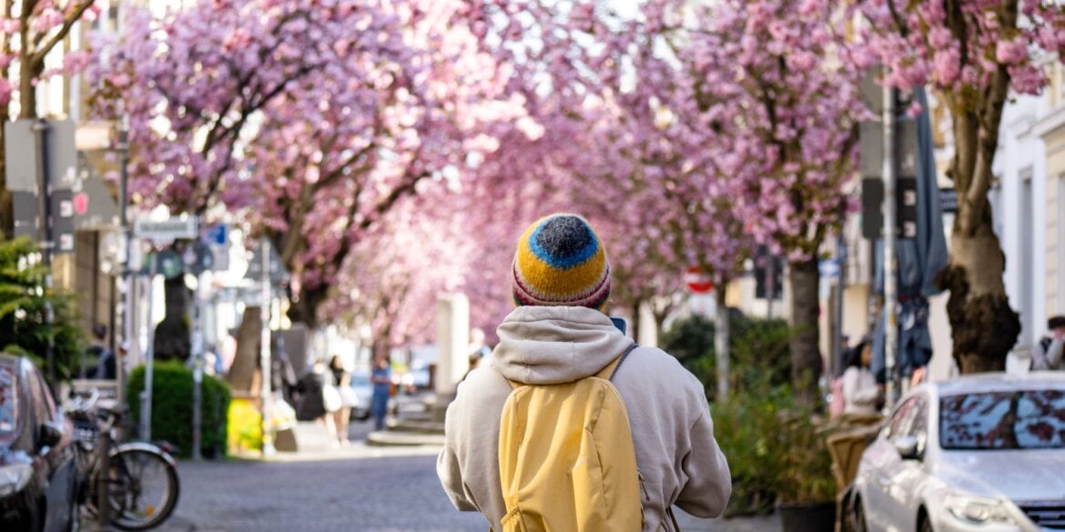 Eine Person mit gelbem Rucksack und gelber Mütze steht mit dem Rücken zur Kamera in einer Fußgängerzone und blickt auf die hell blühenden Kirschbäume im Hintergrund.