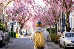 Eine Person mit gelbem Rucksack und gelber Mütze steht mit dem Rücken zur Kamera in einer Fußgängerzone und blickt auf die hell blühenden Kirschbäume im Hintergrund.
