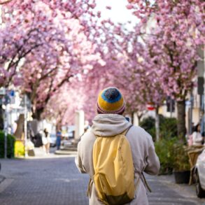Eine Person mit gelbem Rucksack und gelber Mütze steht mit dem Rücken zur Kamera in einer Fußgängerzone und blickt auf die hell blühenden Kirschbäume im Hintergrund.