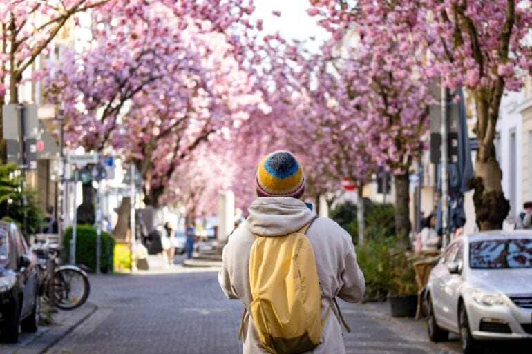 Eine Person mit gelbem Rucksack und gelber Mütze steht mit dem Rücken zur Kamera in einer Fußgängerzone und blickt auf die hell blühenden Kirschbäume im Hintergrund.