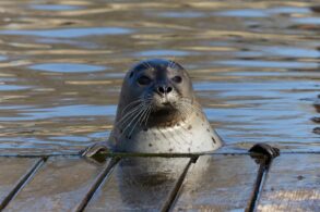 A seal in the Westküstenpark, a wildlife park on the North Sea coast