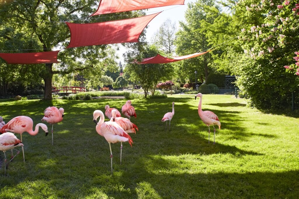 Einige Flamingos stehen auf einer Wiese im Dehner Blumenpark