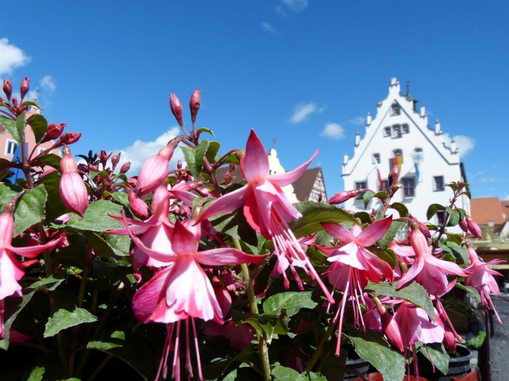 Einige Fuchsien in Wemding in Nahaufnahme