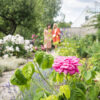 Rosengarten in Wemding