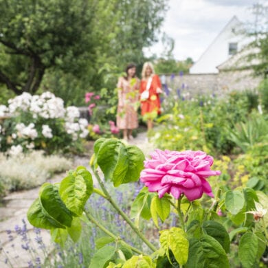 Rosengarten in Wemding