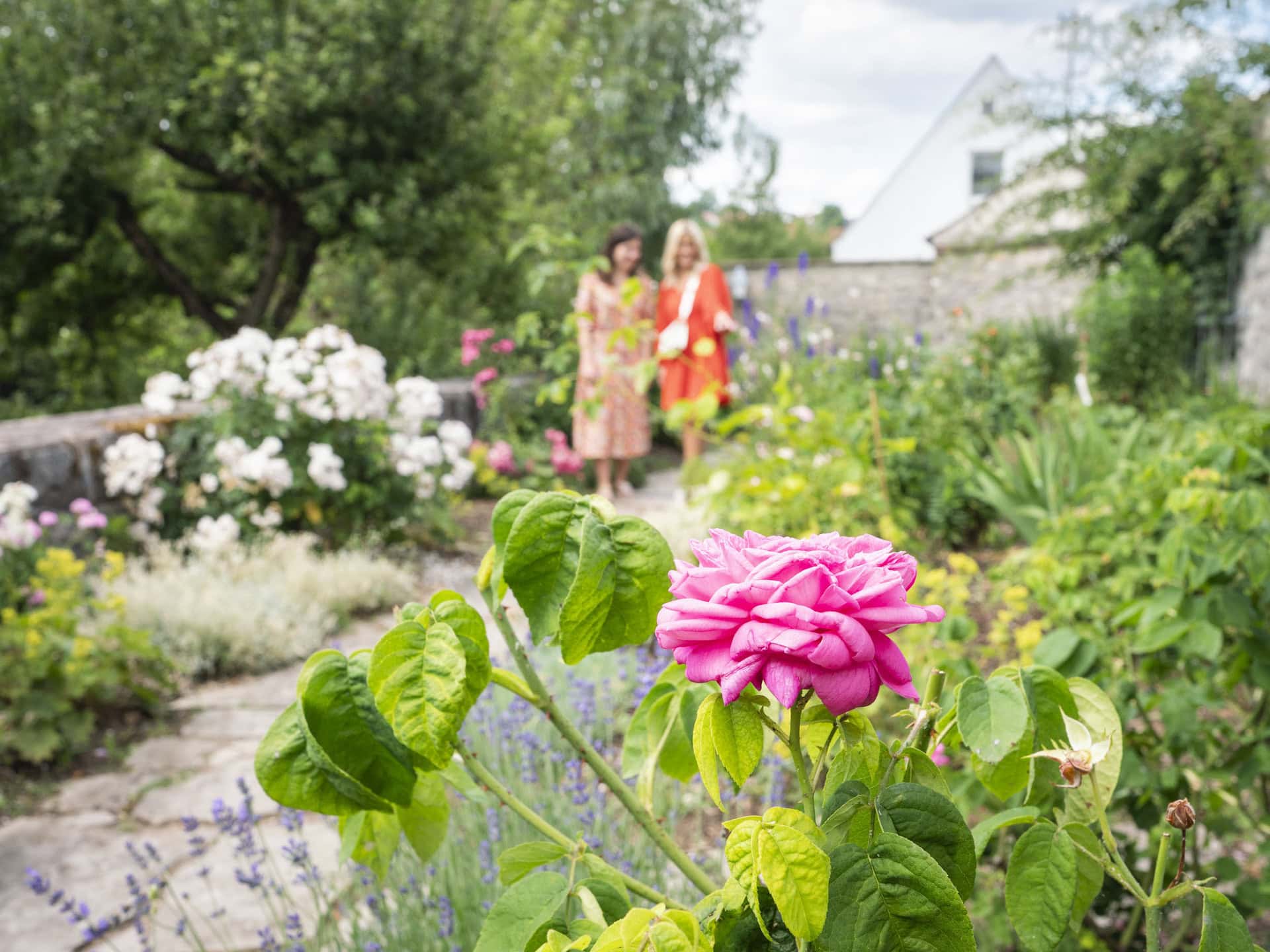 Rosengarten in Wemding