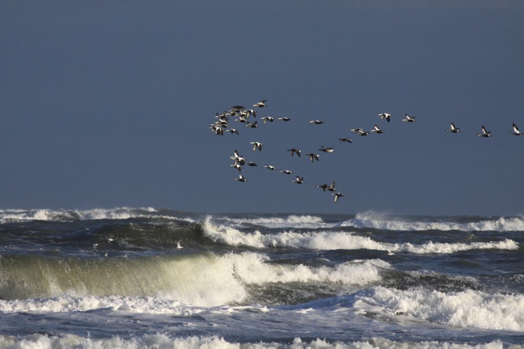 Über die Brandung der Nordsee zieht ein Schwarm Vögel