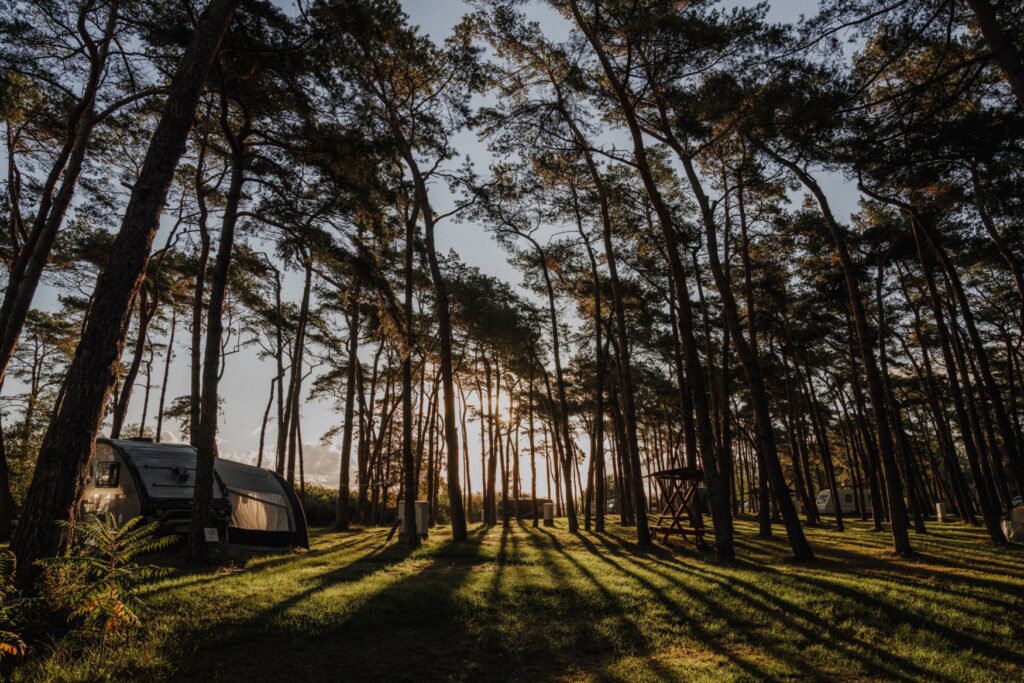 The sun shines through a forest on Rügen