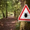 Ein Warnschild in einem Wald weist auf ein Zeckengebiet hin