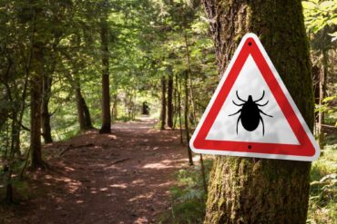 Ein Warnschild in einem Wald weist auf ein Zeckengebiet hin