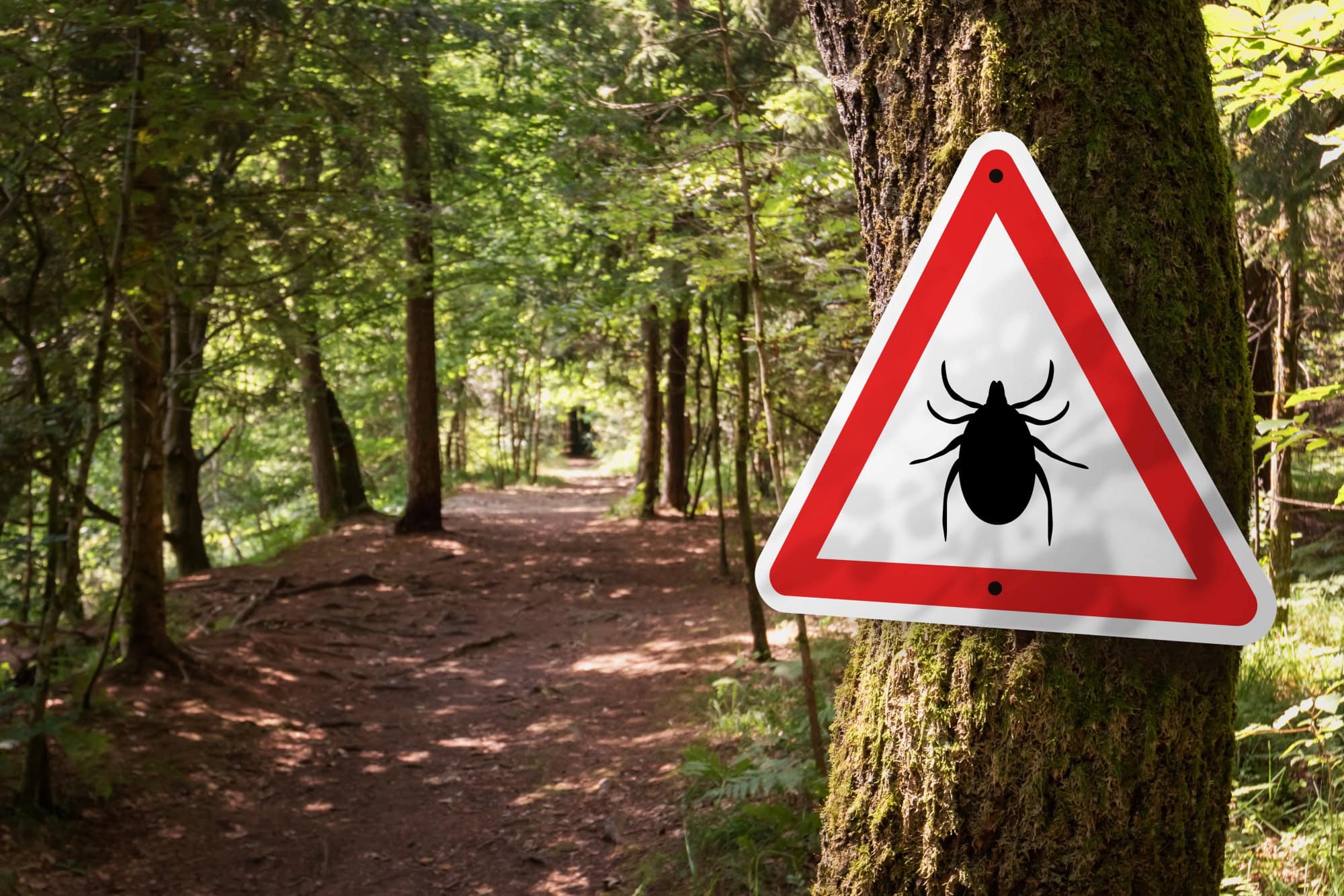 Ein Warnschild in einem Wald weist auf ein Zeckengebiet hin