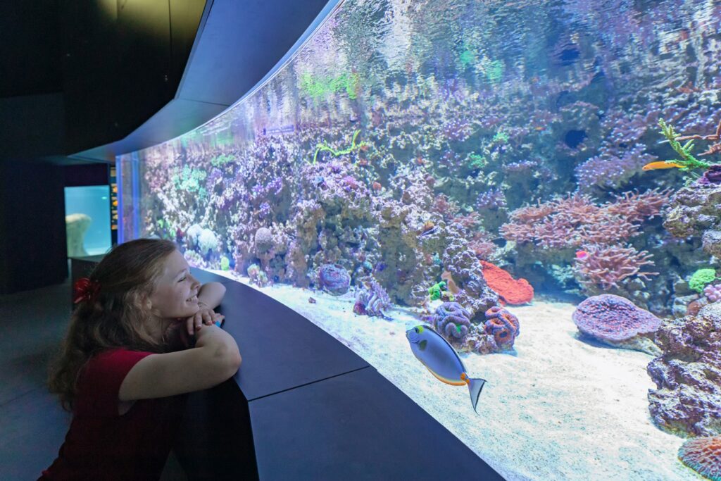 Ein Mädchen lehnt auf dem Rand eines großen Beckens im Stralsunder Aquarium und schaut durch das Glasfenster hinein; im Aquarium rechterhand schwimmen viele verschiedene, bunte Fische in einem dichten Netz aus Steinen und Korallen