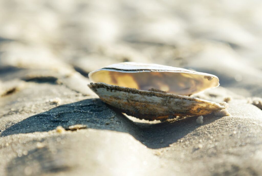 Close-up of an openede clam on a wet beach