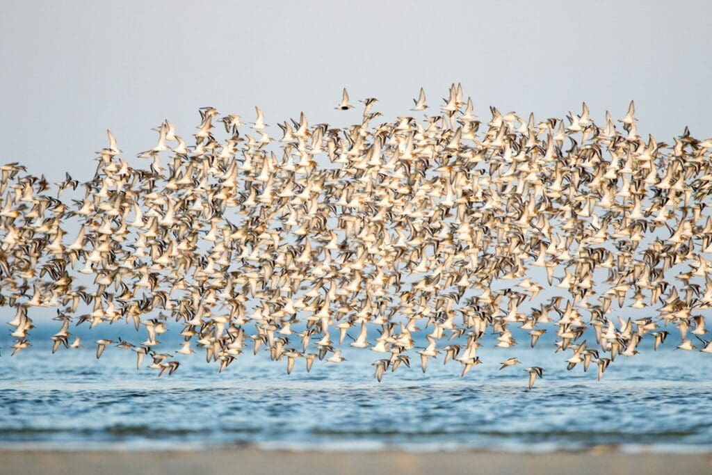 A flock of sanderlings takes off from the mudflats of the Wadden Sea, filling nearly the whole screen.