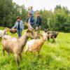 Eine Herde Ziegen auf einer Wiese; im Vordergrund scharf ein Bock, im Hintergrund der Rest der kleinen Herde sowie ein Mann, eine Frau und zwei Kinder. Der Mann trägt ein Mädchen auf den Schultern