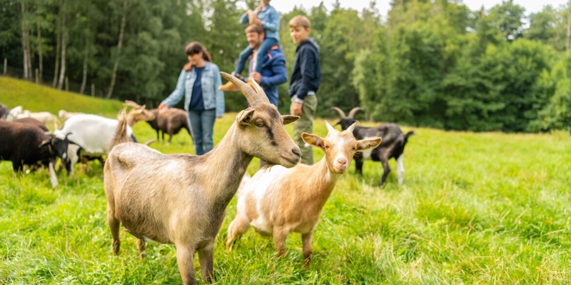 Eine Herde Ziegen auf einer Wiese; im Vordergrund scharf ein Bock, im Hintergrund der Rest der kleinen Herde sowie ein Mann, eine Frau und zwei Kinder. Der Mann trägt ein Mädchen auf den Schultern