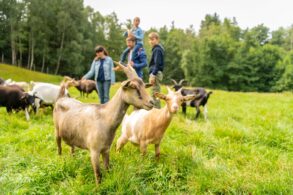 Eine Herde Ziegen auf einer Wiese; im Vordergrund scharf ein Bock, im Hintergrund der Rest der kleinen Herde sowie ein Mann, eine Frau und zwei Kinder. Der Mann trägt ein Mädchen auf den Schultern