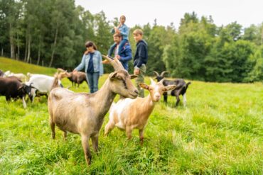 Eine Herde Ziegen auf einer Wiese; im Vordergrund scharf ein Bock, im Hintergrund der Rest der kleinen Herde sowie ein Mann, eine Frau und zwei Kinder. Der Mann trägt ein Mädchen auf den Schultern
