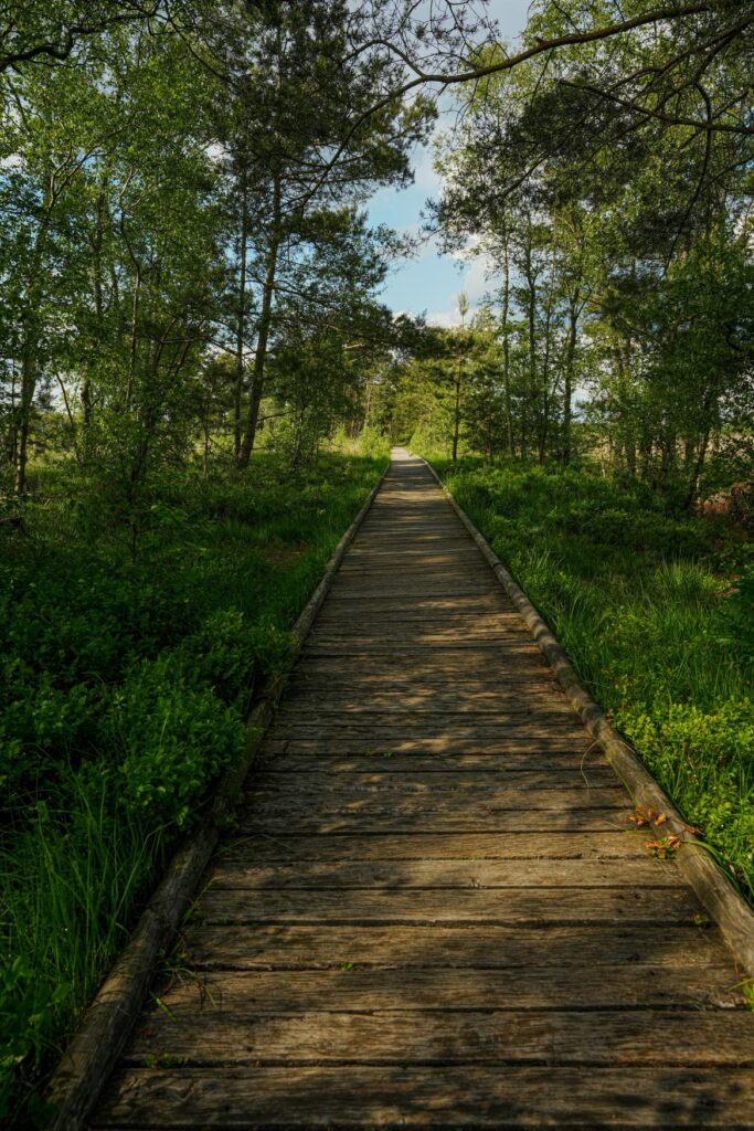 Vom Betrachter führt ein hölzerner Steg geradeaus zum Horizont, links und rechts von einigen Bäumen gesäumt, durch ein Moor