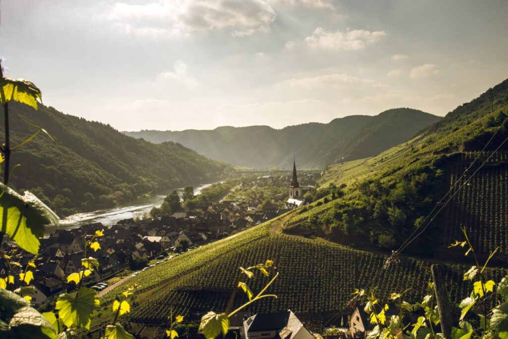 A green river valley seen from an elevation. The image is naturally framed by several grapevines. In the center, a small white church peeks out from behind a vineyard; to the left, a small town stretches down to the river; in the background, the river curves to the left, with another wooded hillside behind it. Everything is bathed in soft sunlight.