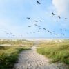 Ein langezogener Pfad durch grüne Dünen führt direkt zu weinem breiten Strand. Darüber blauer Himmel und ein Vogelschwarm