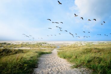 Ein langezogener Pfad durch grüne Dünen führt direkt zu weinem breiten Strand. Darüber blauer Himmel und ein Vogelschwarm
