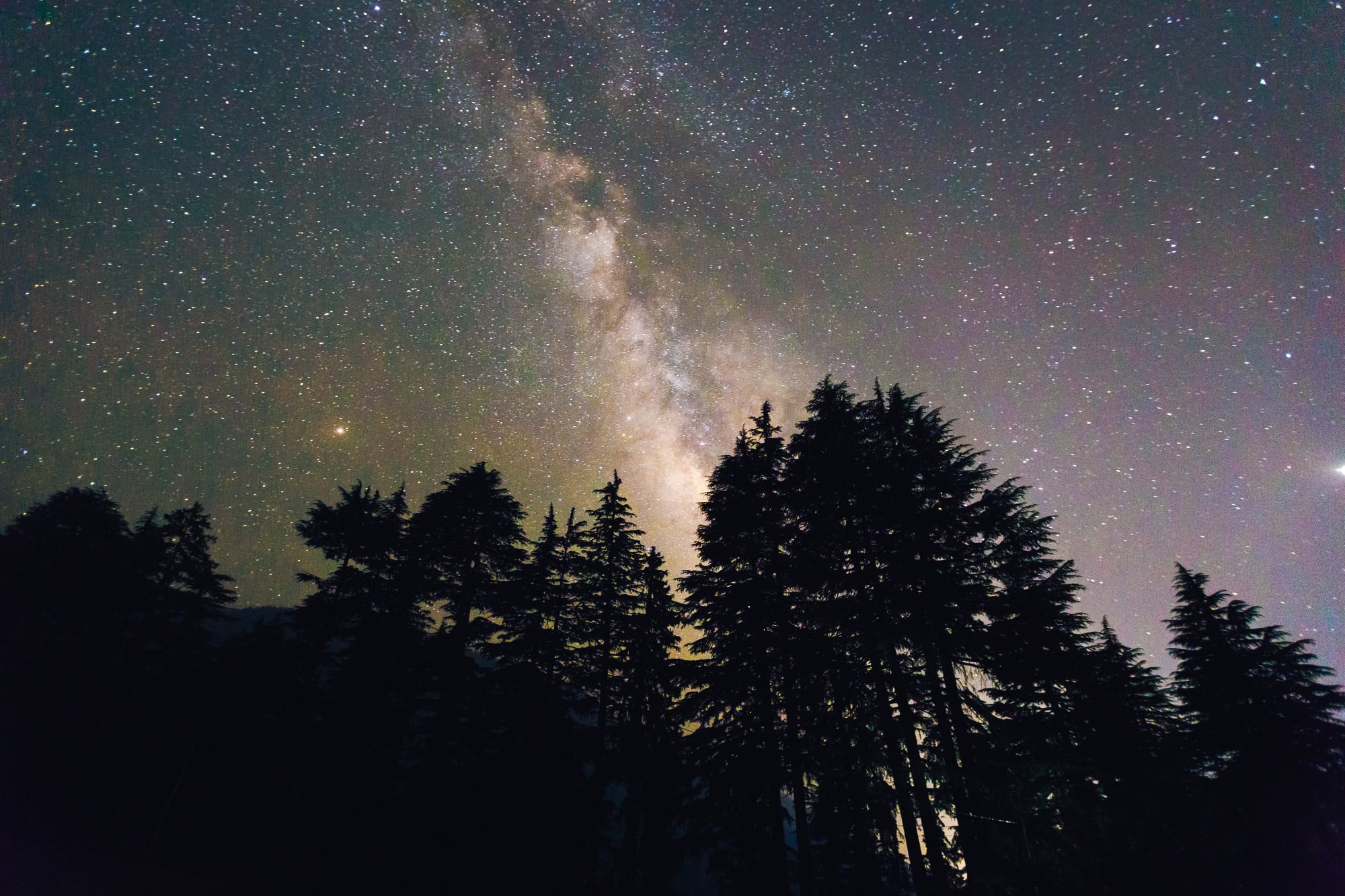 Über den Silhouetten einiger Bäume erstrahlt der Sternenhimmel, mittig die Milchstraße