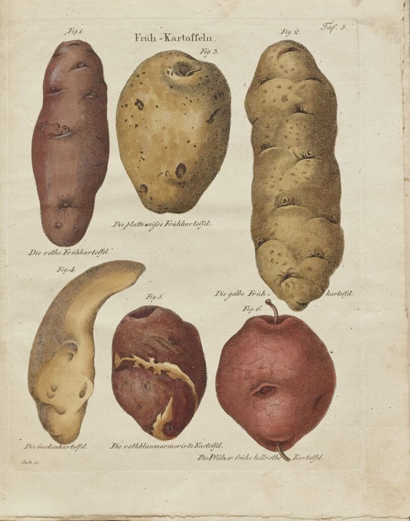 Wissenschaftliche Farbdarstellung sechs verschiedener Kartoffeln aus einem Buch. Überschrift "Früh-Kartoffeln"; Das Papier ist leicht vergilbt, die Beschriftung von Hand getätigt.
