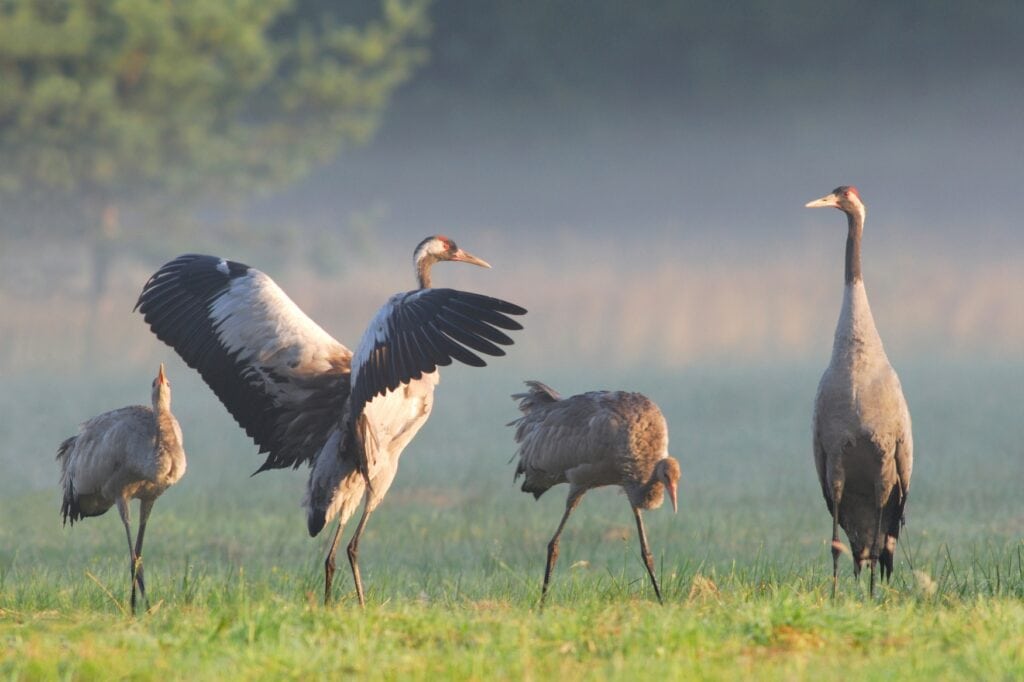 Mehrere Kraniche stehen im Morgengrauen auf einer Wiese in Mecklenburg-Vorpommern. Eines der Tiere hat die Flügen von sich gestreckt.