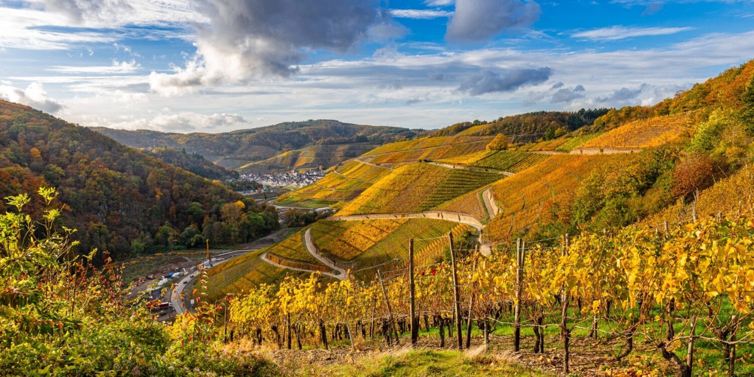 Blick von einem Weinberg hinab ins Ahrtal; die ganze Landschaft liegt in herbstlichem Gold-Gelb, am blauen Himmel sind einige Wolken zu sehen.