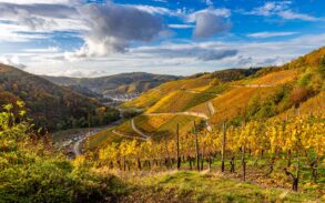 Blick von einem Weinberg hinab ins Ahrtal; die ganze Landschaft liegt in herbstlichem Gold-Gelb, am blauen Himmel sind einige Wolken zu sehen.