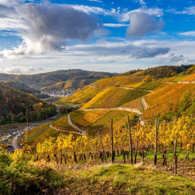 Blick von einem Weinberg hinab ins Ahrtal; die ganze Landschaft liegt in herbstlichem Gold-Gelb, am blauen Himmel sind einige Wolken zu sehen.