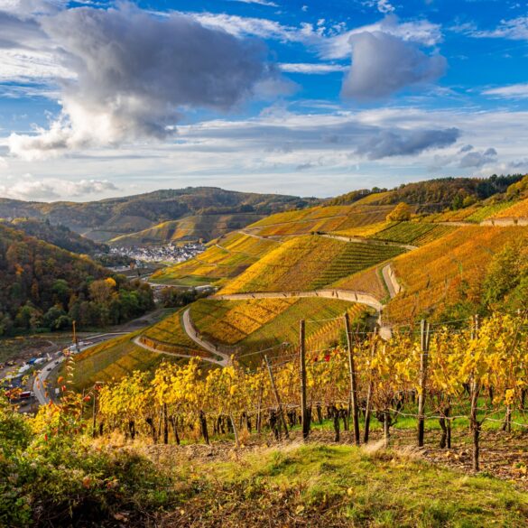 Blick von einem Weinberg hinab ins Ahrtal; die ganze Landschaft liegt in herbstlichem Gold-Gelb, am blauen Himmel sind einige Wolken zu sehen.