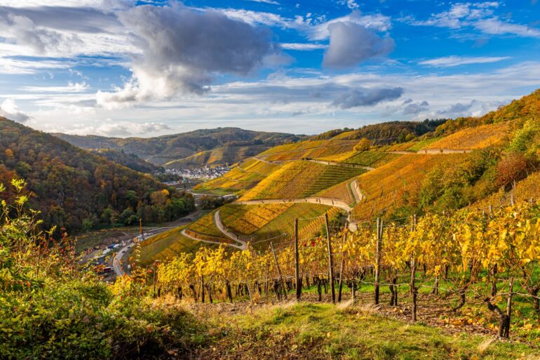 Blick von einem Weinberg hinab ins Ahrtal; die ganze Landschaft liegt in herbstlichem Gold-Gelb, am blauen Himmel sind einige Wolken zu sehen.