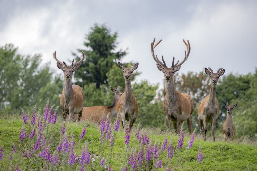 Eine kleine Gruppe Damwild steht auf einer Moorwiese und schaut in Richtung des Betrachters. Auf der Wiese blühen einige violette Kräuter, der Himmel ist zugezogen.