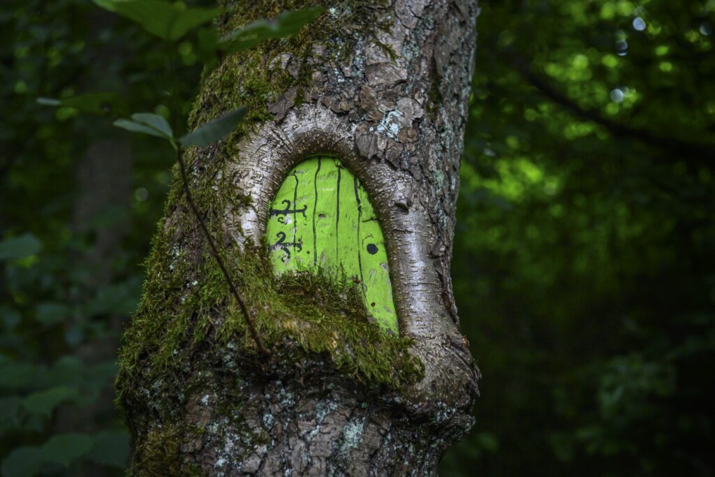 In ein Astloch an einem Baum wurde mit grüner Farbe eine kleine Tür gemalt. Nahaufnahme, der dunkle Wald im Hintergrund ist nur unscharf zu erkennen.