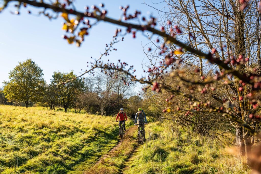 On a dirt road, two cyclists dressed in autumn clothing ride toward the viewer. To the left is a green field, to the right a row of partially bare trees. Behind the two cyclists is a small wooded area. Everything is bathed in golden autumn light, the sky is blue.
