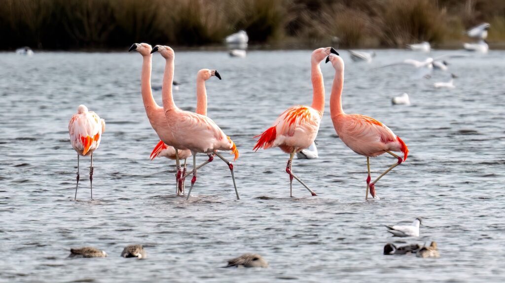 Sechs rosa Flamingos stehen in einem flachen Gewässer und schauen in verschiedene Richtungen. Im Hintergrund sind unscharf einige weiße Vögel, vielleicht Möwen, zu erkennen, die sich auf dem Wasser treiben lassen. Am oberen Bildrand geht das Gewässer in ein grün-braunes Ufer über.