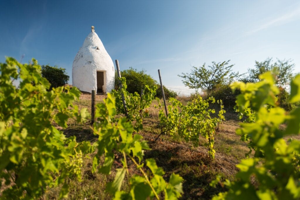 In einem sonnenbestrahlten Weinberg steht eine kleine, runde Hütte aus weißem Lehm mit einer Türöffnung und einem winzigen Fenster darüber.