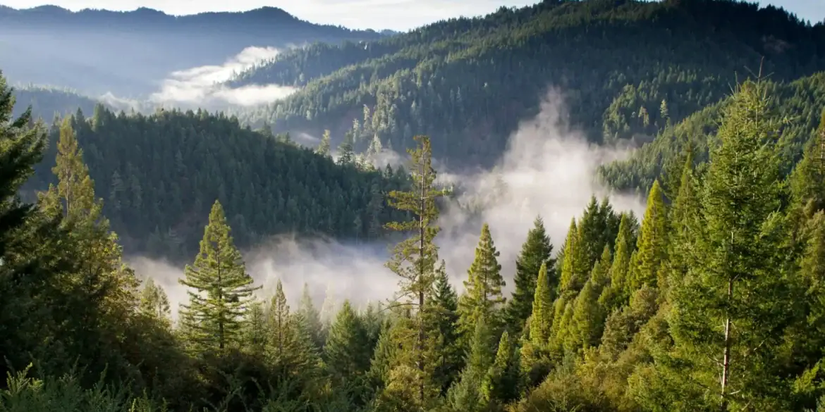 A mountain valley covered in dense forest, seen from a high point. In the background, several mountain peaks rise above the forest, while fog hangs over the valley. Above it all is a blue sky.