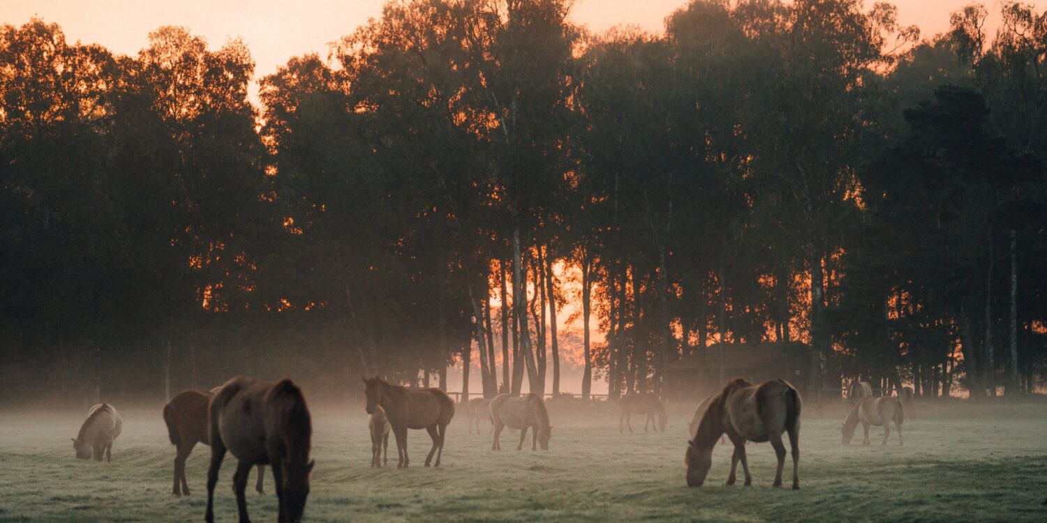 On a foggy meadow, a small herd of gray-brown wild horses grazes with a few young animals. Behind the meadow is a row of dense trees, behind which the red-gold morning sun rises.