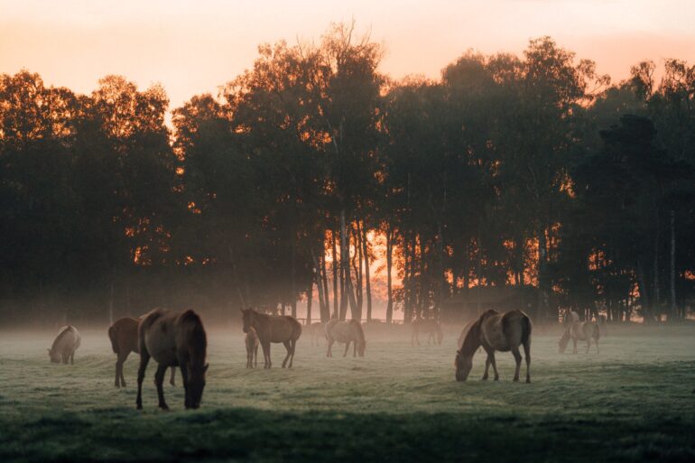 On a foggy meadow, a small herd of gray-brown wild horses grazes with a few young animals. Behind the meadow is a row of dense trees, behind which the red-gold morning sun rises.