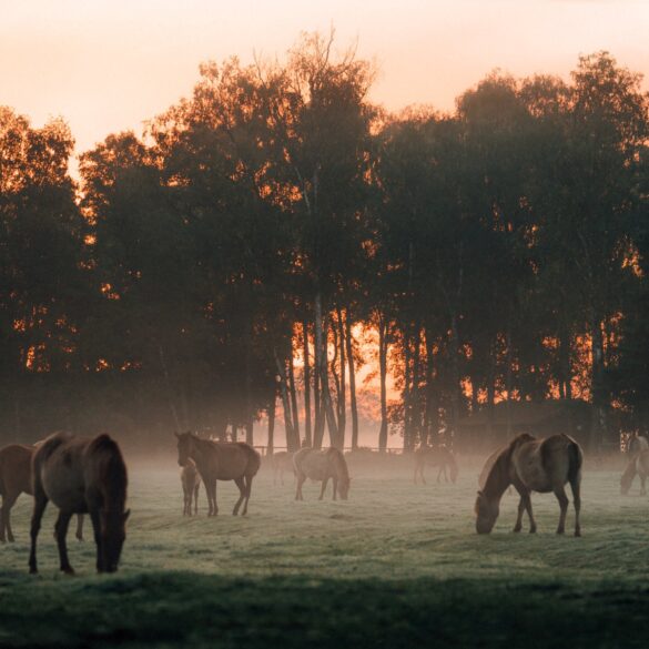 Auf einer nebelverhangenen Wiese grast eine kleine Herde grau-brauner Wildpferde mit einigen Jungtieren. Hinter der Wiese eine Reihe dichter Bäume, hinter denen rot-gold die Morgensonne aufgeht