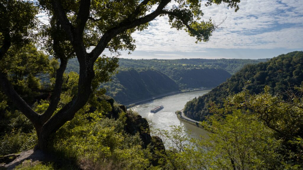 Blick vom Loreley-Plateau auf eine Rheinschleife. Links im Vordergrund ein Baum, der über den Hang ragt, darunter im Tal der Rhein, der sich nach rechts um einen Berg windet. Auf dem Fluss ein Frachtschiff.