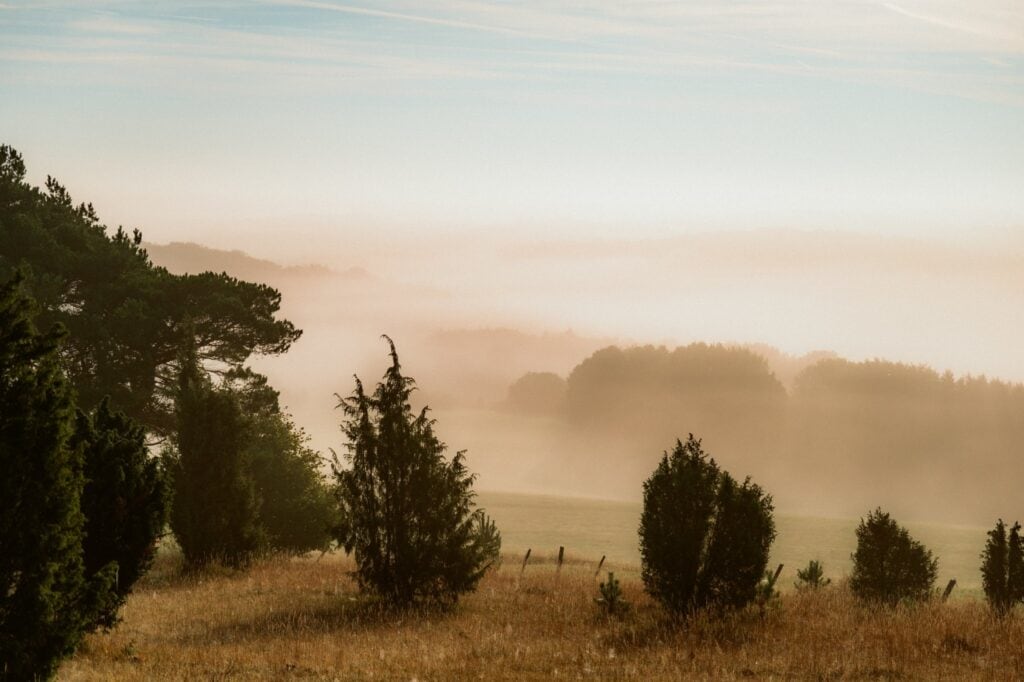 Blick von einem Hang in ein Waldtal; links einige Nadelbäume, auf dem Hang hinab nur vereinzelt Bäume, das Gras wirkt gelbt. Der Wald im Tal ist fast nicht zu sehen, da es so neblig ist. Das Licht der Morgensonne taucht alles in ein diesiges Gelb