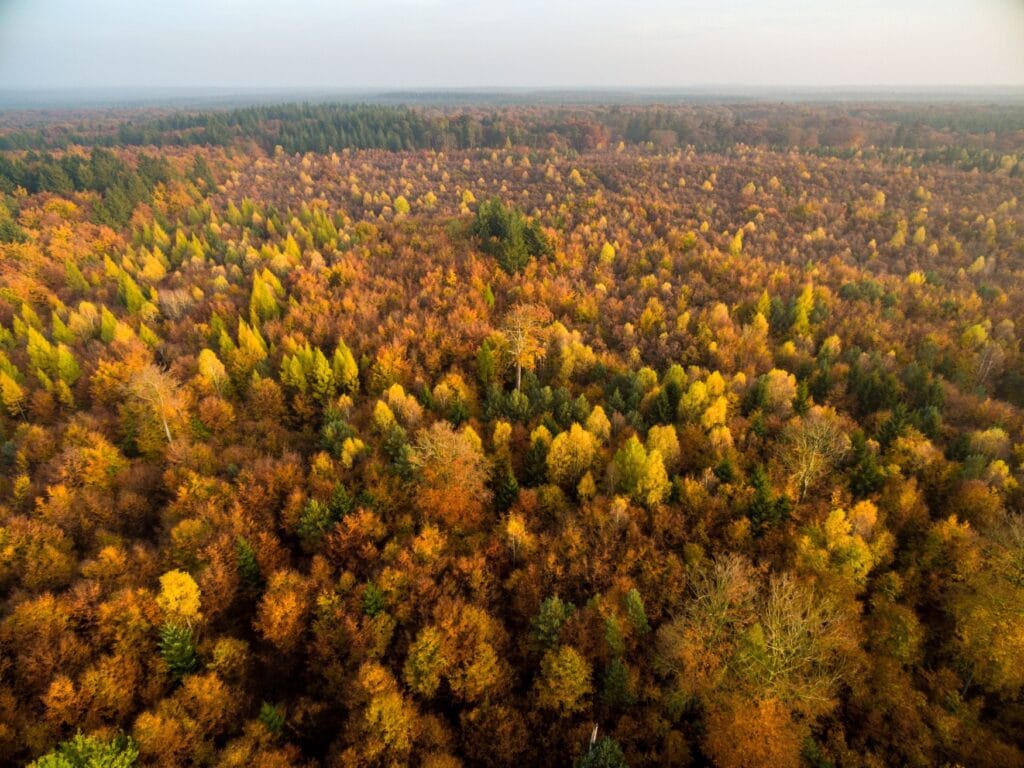 Drohnenaufnahme eines weitläufigen Waldes, der in herbstlichen Farben von Gelb bis Rot in der Sonne glänzt.