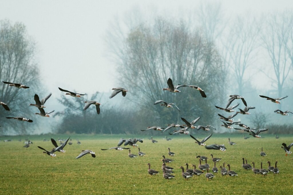 A large flock of gray wild geese stands on an autumnal meadow, with a few bare trees silhouetted against the mist in the background. Several of the birds are just taking off from the ground.