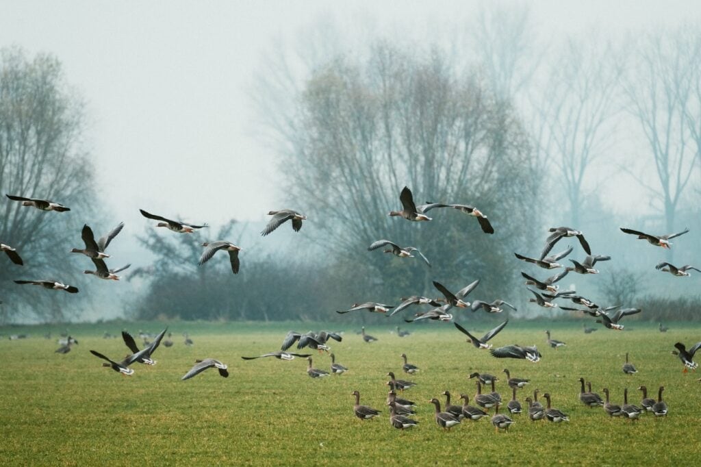 Ein großer Schwarm grauer Wildgänse steht auf einer herbstlichen Wiese, im Hintergrund zeichnen sich im Nebel einige kahle Bäume ab. Mehrere der Vögel heben gerade vom Boden ab.
