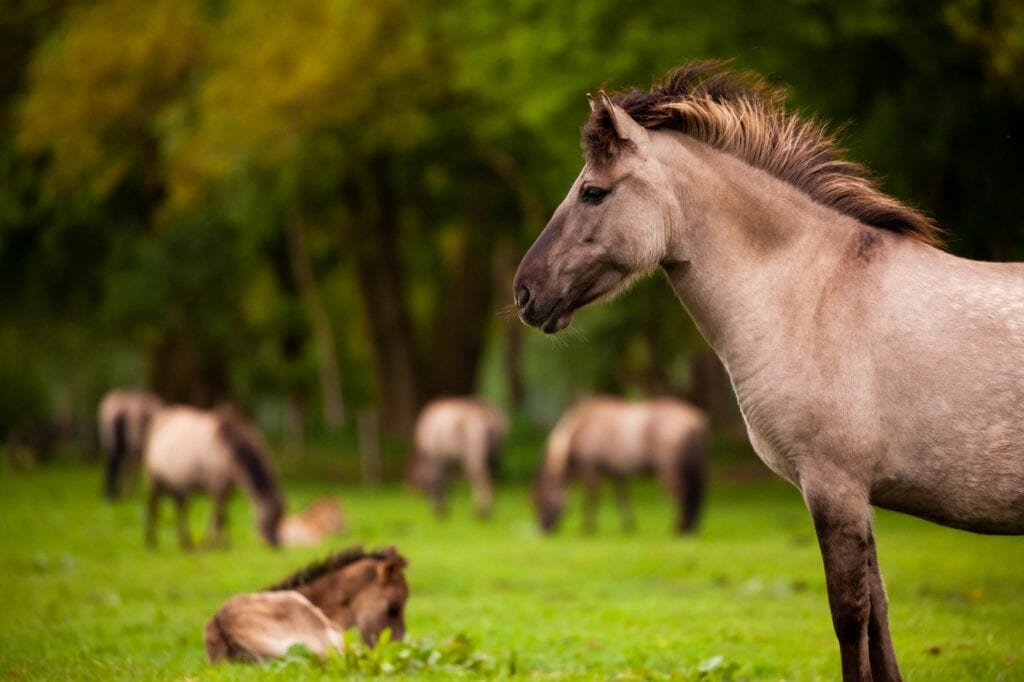 Ein braun-weißes Pferd schaut im Profil genau vom rechten Bildrand nach links. Im Hintergrund sind unscharf weitere Pferde zu sehen, einige liegen im Gras, einige grasen stehend auf einer Wiese. Dahinter grüner Wald.